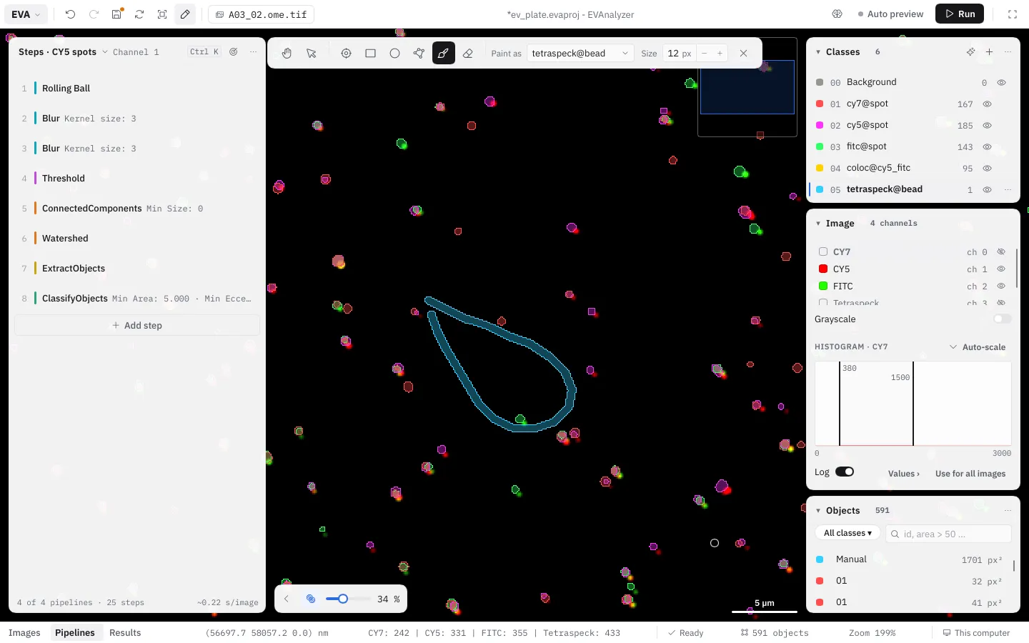 The annotate bar with the Brush active, Paint as tetraspeck@bead, Size 12 px - a painted region on the image