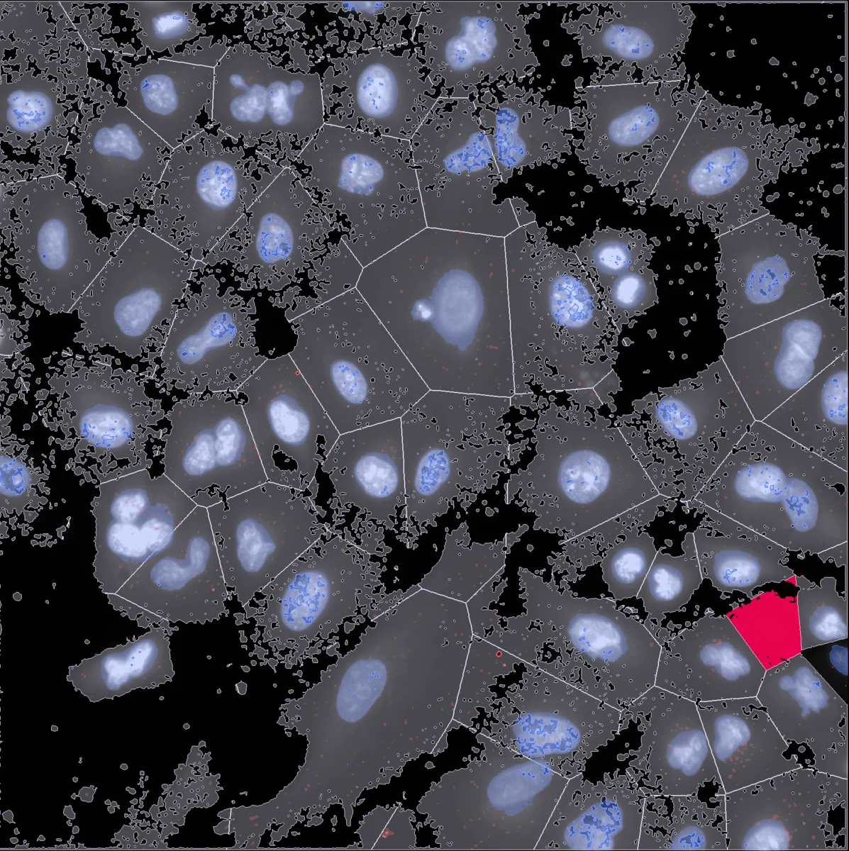 Analyzed: the same image with EVAnalyzer's nucleus and cell segmentation overlay
